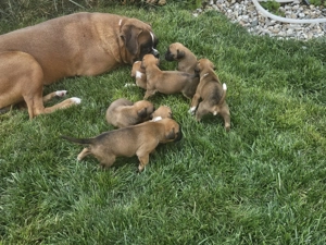 In cautarea unui nou camin - imagine 6 In cautarea unui nou camin - imagine 6