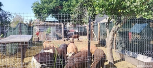 Vind oi de carne - imagine 5