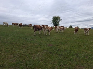 Vand juninci.                 . 