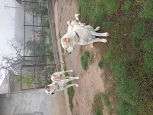 asia central femela - imagine 2