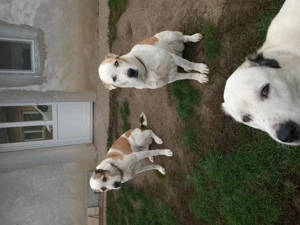 asia central femela - imagine 3