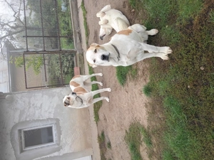 asia central femela - imagine 4