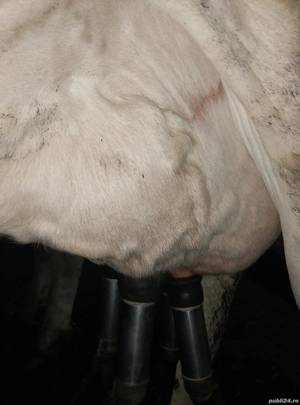 vand o vaca foarte buna de lapte - imagine 4