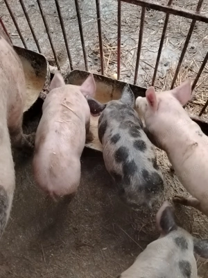 Îs căuta casa nou purcei de 6 săptămâni rasa Petran belgian 