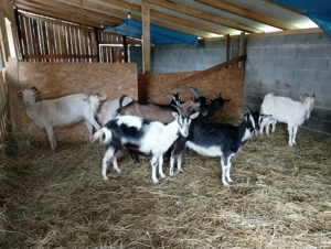 Vand 7 capre plus tap alpina  - imagine 2