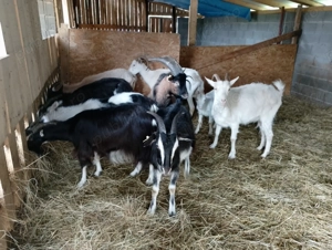 Vand 7 capre plus tap alpina 