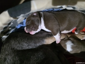 American Bully Micro!!!! - imagine 3