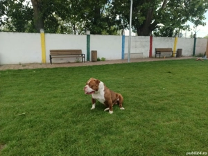 American Bully Micro!!!! - imagine 6