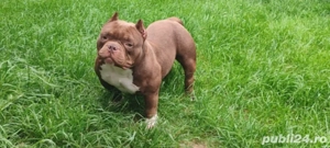 American Bully Micro!!!! - imagine 5