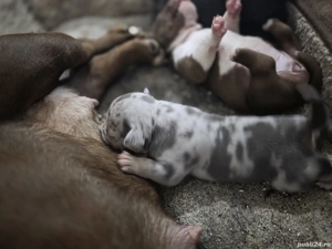 American Bully Micro!!!!