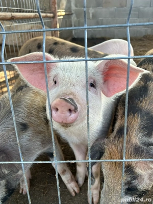 Vând purcei!  - imagine 2