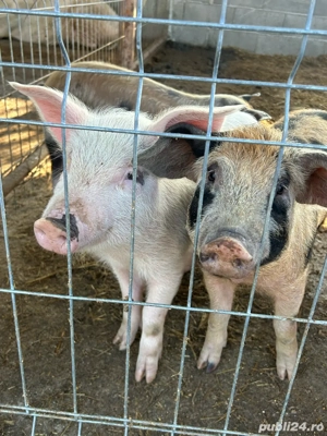 Vând purcei!  - imagine 3