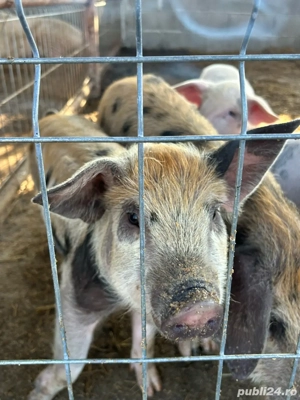 Vând purcei!  - imagine 4