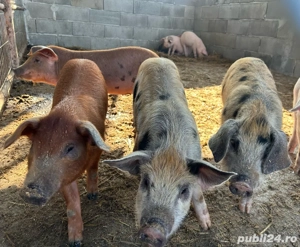 Vând purcei!  - imagine 5