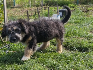 Femela pumi 3 luni  - imagine 3