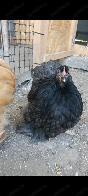 Găini moțate bărboase incaltate 