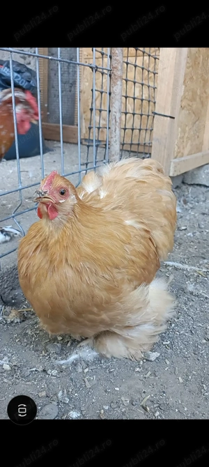 Porumbei rostow,cochinchina pitic - imagine 3