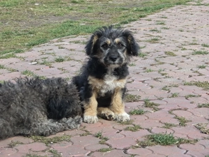 Femela pumi 3 luni  - imagine 4