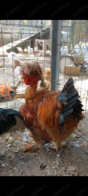 Găini moțate bărboase incaltate  - imagine 3