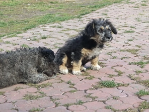 Femela pumi 3 luni  - imagine 2