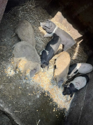  Bazna si mangalita de vanzare! - imagine 2