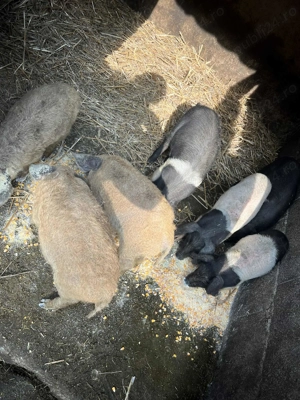  Bazna si mangalita de vanzare! - imagine 3