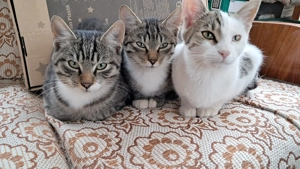 Ofer spre adopție trei pisici metis din Geoagiu-Bai   Jud HD