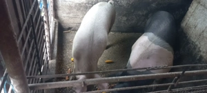 Vând porcii  pentru sacrificare de Crăciun  - imagine 4 Vând porcii  pentru sacrificare de Crăciun  - imagine 4