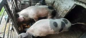 Vând porcii  pentru sacrificare de Crăciun  - imagine 3 Vând porcii  pentru sacrificare de Crăciun  - imagine 3