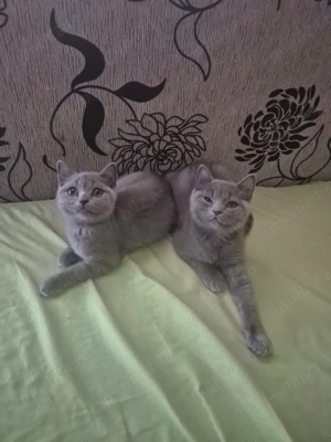 Pisici british shorthair