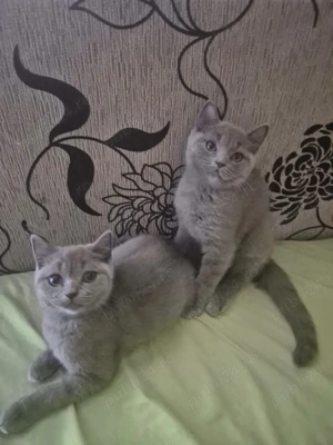 Pisici british shorthair - imagine 2