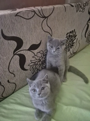 Pisici british shorthair - imagine 3