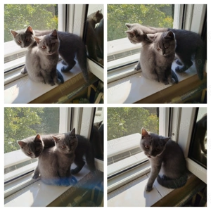 Pisici british shorthair - imagine 4