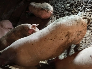 Vind porci de carne - imagine 2