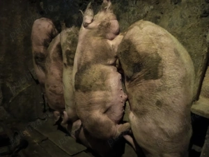 Vind porci rasă de carne.180 kg