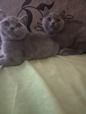 Pisici british shorthair 