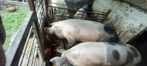 Vând porcii  pentru sacrificare de Crăciun  - imagine 2 Vând porcii  pentru sacrificare de Crăciun  - imagine 2