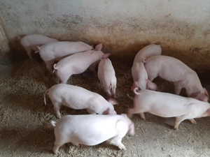 Vând purcei - imagine 2