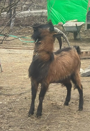 Vand 7 capre plus tap alpina  - imagine 3