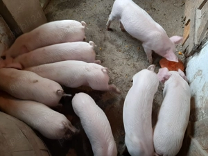 Vând purcei - imagine 3