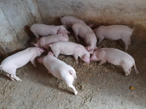 Vând purcei - imagine 4