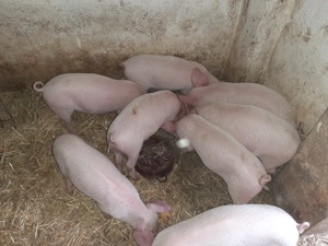 Vând purcei - imagine 5