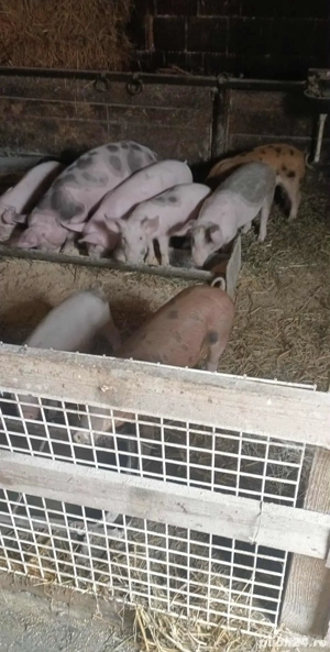 vand purcei 20-25  kg