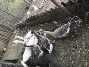 Vand gaste lesesti foarte bine dezvoltate! - imagine 2