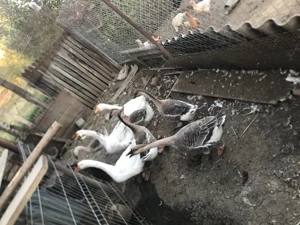 Vand gaste lesesti foarte bine dezvoltate! - imagine 3