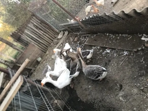 Vand gaste lesesti foarte bine dezvoltate! - imagine 4