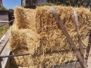 Vând baloti paie, neplouati, Sebiș, Arad, nu ofer transport, preț în funcție de cantitate. 