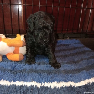 Catelusi pudel - caniche - imagine 3