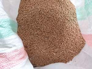 Vând grâu  - imagine 4