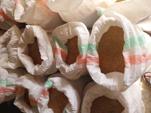 Vând grâu  - imagine 3